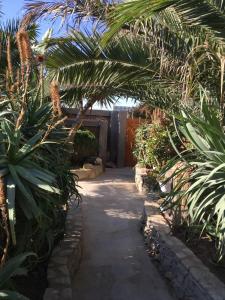a pathway in a garden with palm trees and a garage at Tranquility Self Catering in Lüderitz