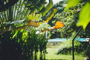 a bunch of bananas on a tree in a yard at iRoHa Garden Hotel & Resort in Phnom Penh