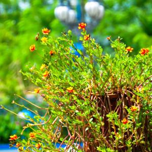 una pianta verde con fiori rossi in un vaso di HaiAn Xian Homestay a Huxi