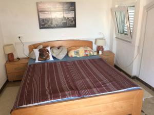 een slaapkamer met een bed met een hond op het kussen bij Dragica Apartments in Vrsi