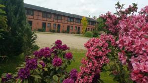 a group of pink flowers in front of a building at Landferienhof "Müritzufer" in Ludorf