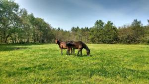 dos caballos parados en un campo de hierba en earl domaine du plec, en Salaunes 10 fotos más
