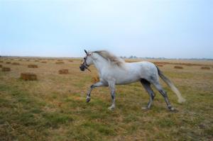 a white horse is running in a field at Trafalgar Polo Club in El Palmar