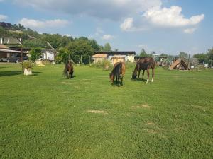 três cavalos a pastar num campo de relva em La Crota B&B em Asti