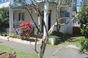 a tree in front of a house with graffiti at Auberge Miko in Grand-Baie +73 photos