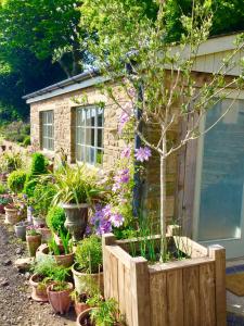 einen Garten mit Topfpflanzen vor einem Gebäude in der Unterkunft Lavender cottage in Gloucester