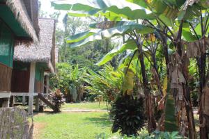 a garden outside a house with a bunch of banana trees at Paradise Amazon Tambopata Ecolodge in Puerto Maldonado