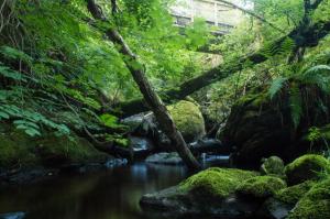 a stream in a forest with trees and rocks at The Ben Sheann in Strathyre +37 photos