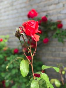 カルシュタットにあるLandhotel Kallstadtのギャラリーの写真