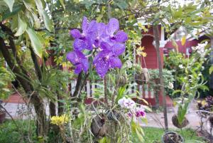 una flor púrpura en un jardín con otras plantas en Phoumrumduol Bungalow en Kampot