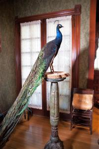 un pavone in piedi su un cavalletto in una stanza di Alexander Mansion Bed & Breakfast a Winona
