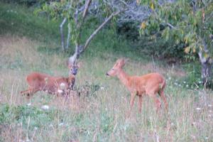 オリアック・デュ・ペリゴールにあるLalande-Laborieの背の高い草原に立つ鹿2頭