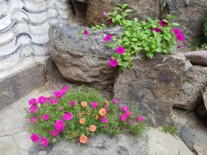 Dajayon Hanok Stay في سول: مجموعة من الزهور الزهرية في حديقة صخرية