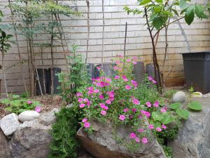 首爾的住宿－達雅延韓屋公寓，花园里的一束粉红色的花