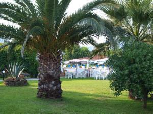 una palmera en un parque con mesas y sillas en Laios Hotel (Adults Only), en Limenas