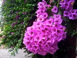 Jardín al aire libre en Apartaments Can Gibert