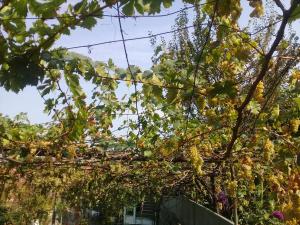 Zahrada ubytování Apartment Giorgi in Sighnaghi