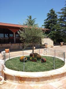 un giardino con un albero e zucche nell'erba di Piccolo Ulivo 2 a Martina Franca