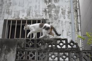 Ospiti di Lazy House con animali domestici