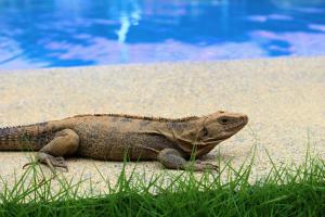 a lizard sitting on the sand near the water at Hacienda Baru in Dominical