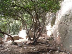 a tree in the middle of a rocky trail at Appartamento Sa Funtana in Cardedu