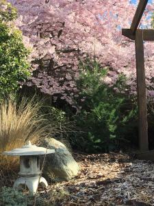 A garden outside Tempest on Wanaka