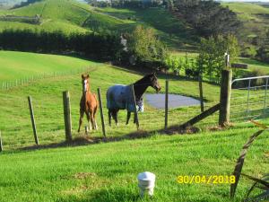 Altri animali domestici presso il bed & breakfast o nei dintorni