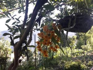 Giardino di Vamoose Soshing Homestay