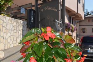 a plant with red flowers in front of a building at I Narcisi in Roccaraso