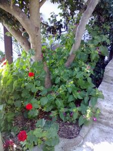 アギオス・イオアニス・ペリオンにあるPelion Oramaの赤い花と木のある庭園