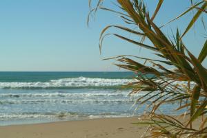 a view of the beach from behind a palm tree at Andrea Doria Hotel in Marina di Ragusa