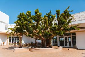a large tree in front of a building at Torre Cintola Greenblu Sea Emotions in Monopoli