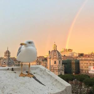een meeuw die bovenop een gebouw staat met een regenboog bij Ripesbb Bnb In Rome in Rome