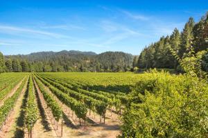 Billede fra billedgalleriet på Melody Vineyard Cottage i Guerneville