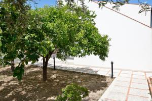 a tree in a yard next to a white wall at casa verdemare in Cefalù
