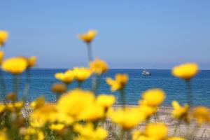 a field of yellow flowers with a boat in the water at casa verdemare in Cefalù