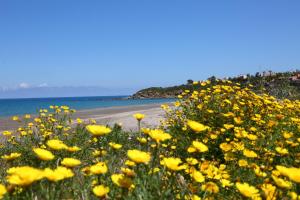 a field of yellow flowers next to a beach at casa verdemare in Cefalù