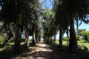 a dirt road lined with trees in a field at casa verdemare in Cefalù