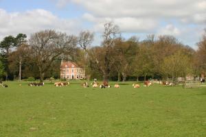 a herd of cows laying in a field in front of a house at Brackenborough Hall Coach House - Stables in Louth