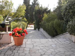 a pot of red flowers sitting on a stone walkway at APARTMANI SENKA - VILLA OLIVER in Martinšćica