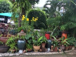 a bunch of plants in pots in a garden at Baan Vanida Garden Resort in Karon Beach