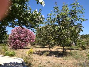 a pink bush in a field with a tree at Casa do Forno, Viseu in Oliveira de Barreiros