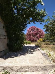 a tree with pink flowers next to a sidewalk at Casa do Forno, Viseu in Oliveira de Barreiros