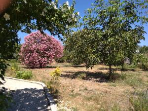 a pink bush in a field with two trees at Casa do Forno, Viseu in Oliveira de Barreiros +5 photos