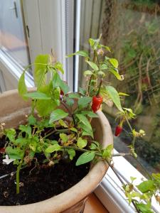 a plant in a pot on a window sill at Hamilton house in Exmouth