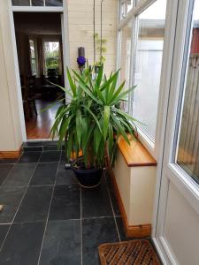 a plant in a pot sitting next to a door at Hamilton house in Exmouth