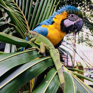 Fotografie z fotogalerie ubytování Panama House Bed & Breakfast v destinaci Panamá