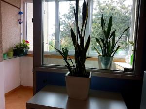 two potted plants sitting on a table in front of a window at blue room in Sofia +17 photos