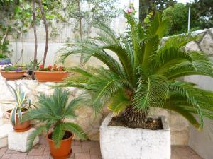 a group of palm trees in pots in a garden at Apartments Jani in Hvar