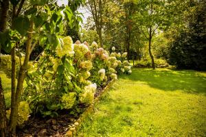 a row of bushes with flowers in a garden at Lodownia in Szydłowiec